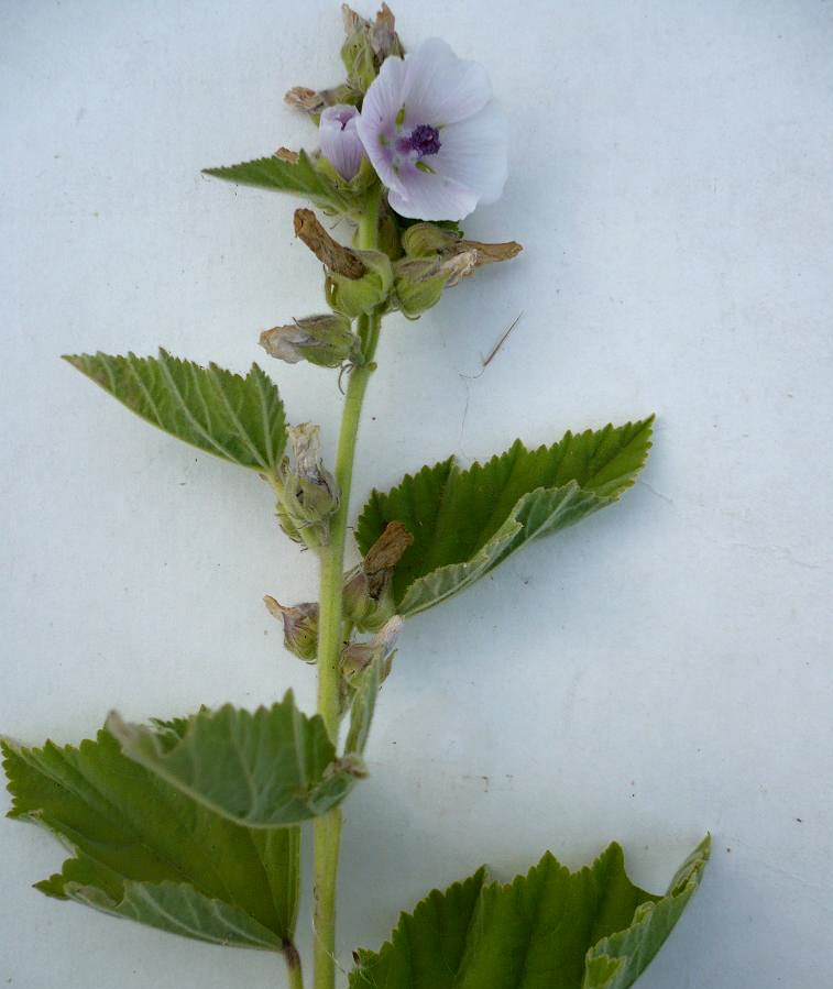 Image of Althaea officinalis specimen.