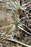 Astragalus bactrianus