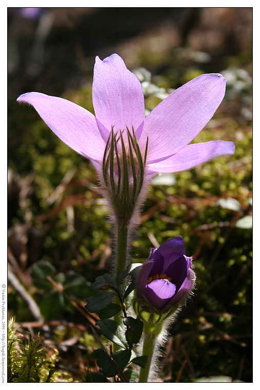 Изображение особи Pulsatilla patens.