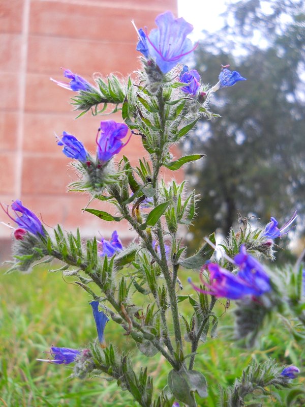 Image of Echium vulgare specimen.