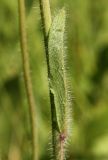 Pilosella caespitosa