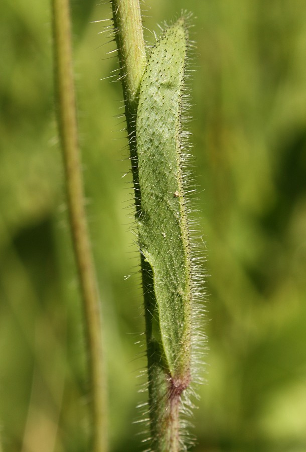 Изображение особи Pilosella caespitosa.