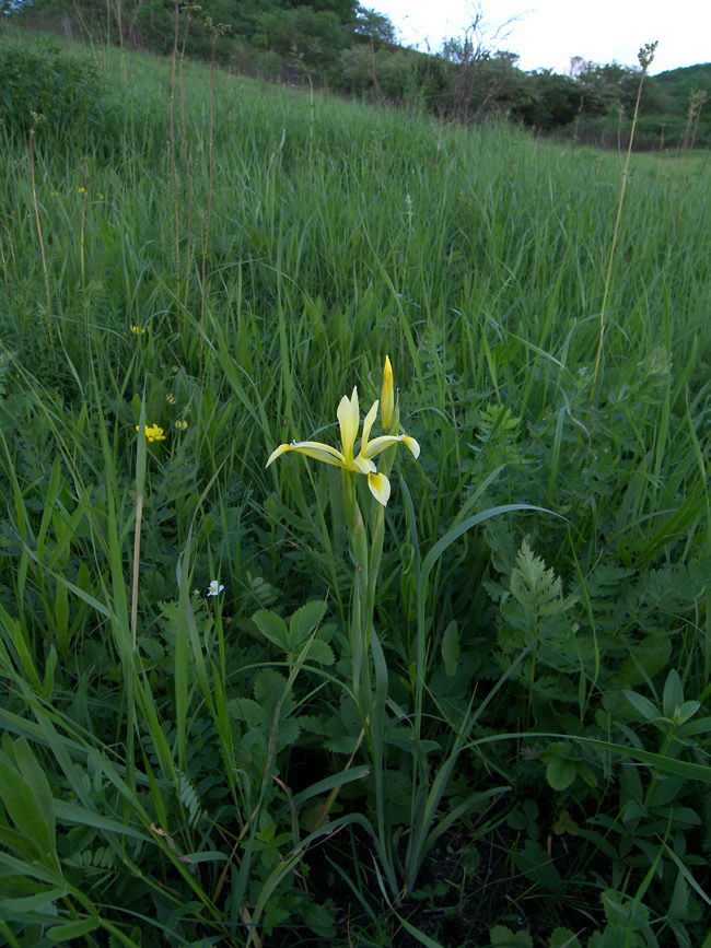 Изображение особи Iris halophila.