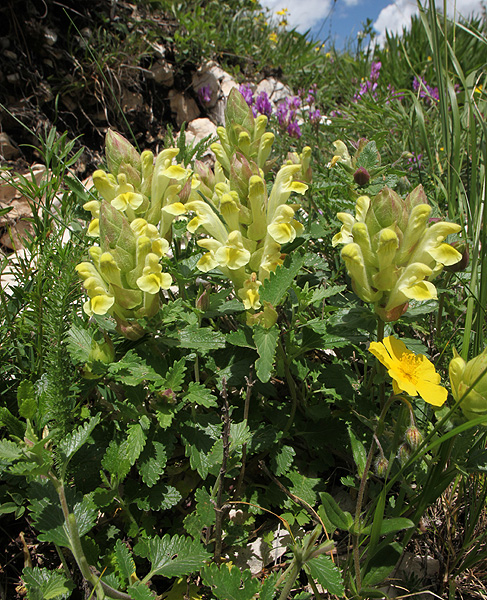 Image of Scutellaria polyodon specimen.