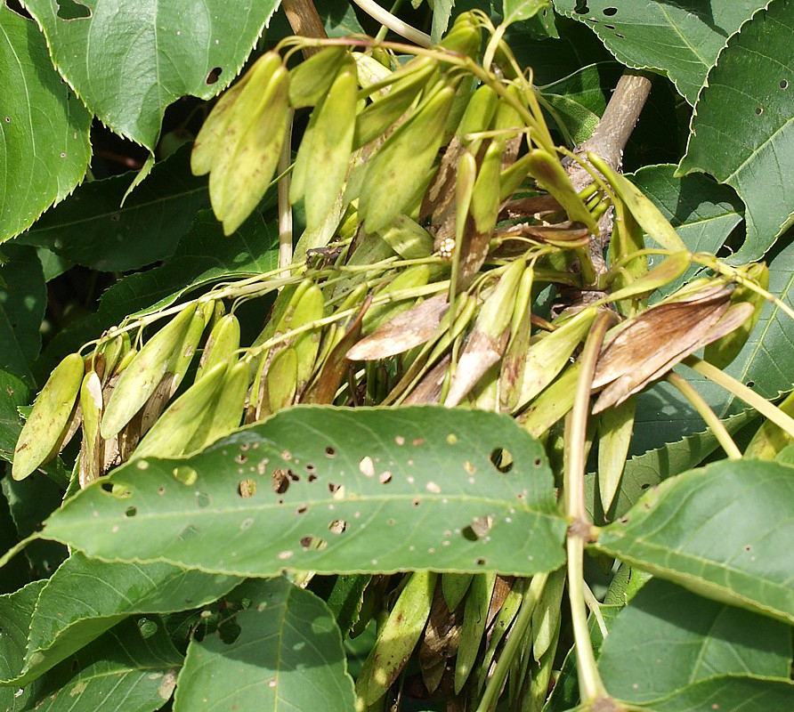 Image of genus Fraxinus specimen.