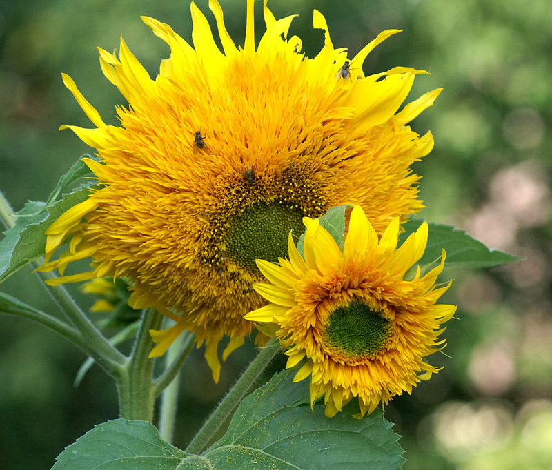 Image of Helianthus annuus specimen.