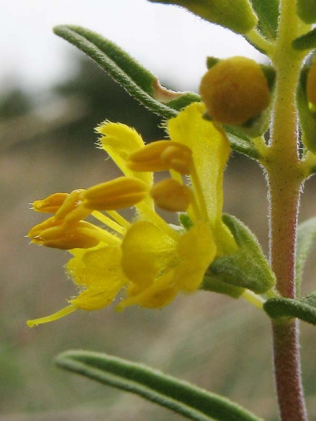 Image of Orthanthella lutea specimen.