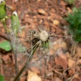 Taraxacum marklundii. Часть соплодия. Свердловская обл., окр. г. Североуральск, правый берег канала Дублёр, известняковая осыпь по склону. 03.06.2011.