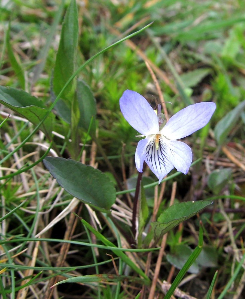 Image of Viola lactea specimen.