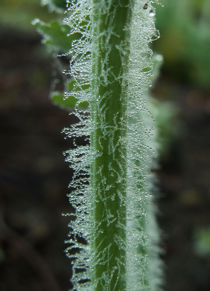 Изображение особи Chelidonium majus.