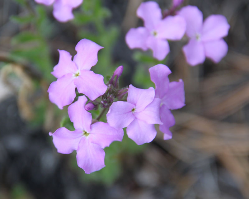 Image of Clausia aprica specimen.