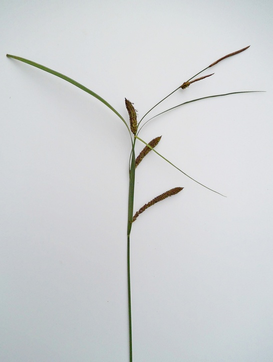 Image of genus Carex specimen.