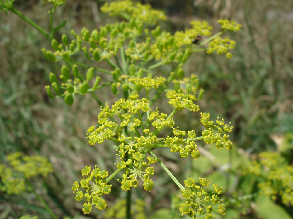 Image of Pastinaca sativa specimen.