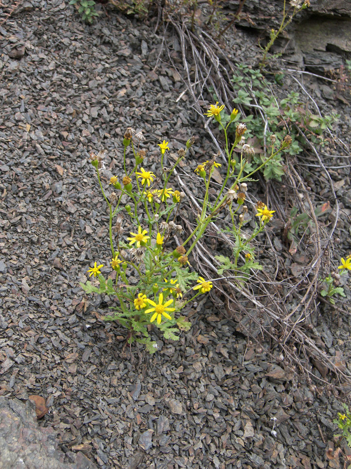 Изображение особи Senecio vernalis.