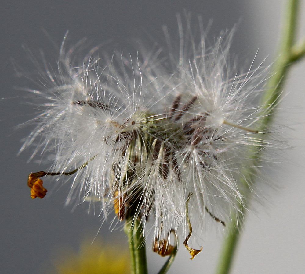 Image of Senecio inaequidens specimen.