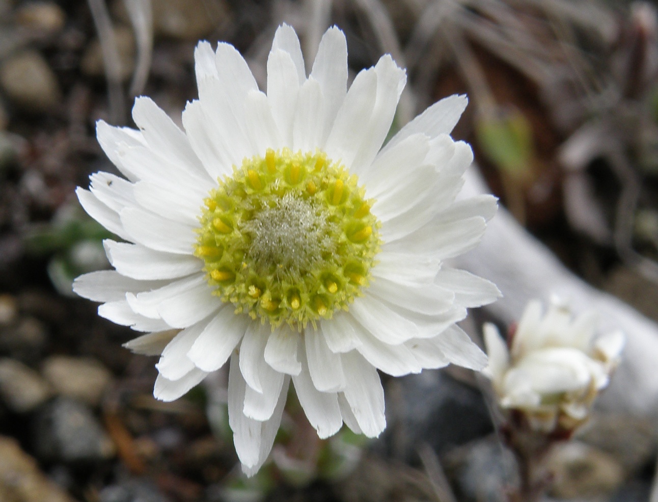 Изображение особи Anaphalioides bellidioides.