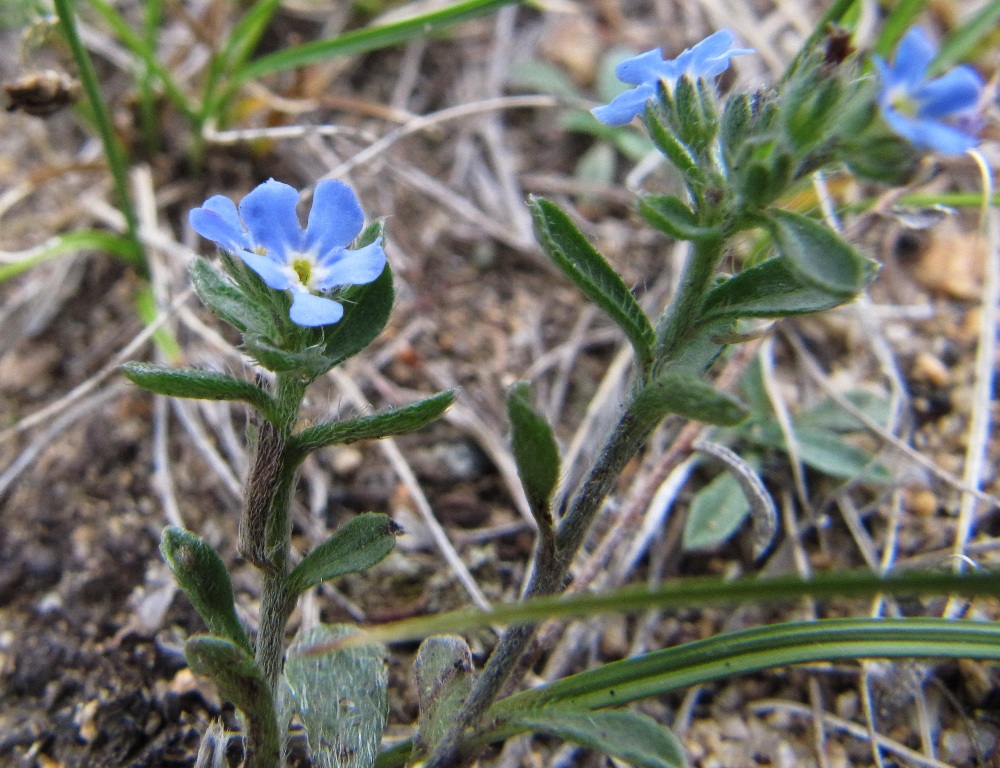 Изображение особи Amblynotus rupestris.