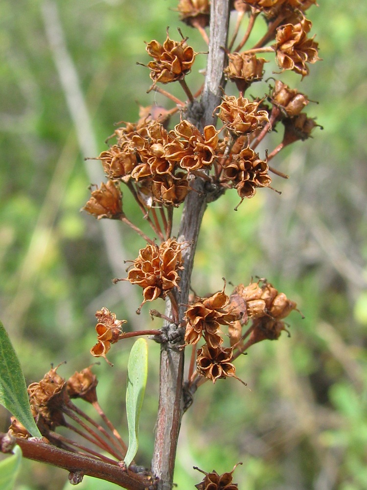 Изображение особи Spiraea hypericifolia.