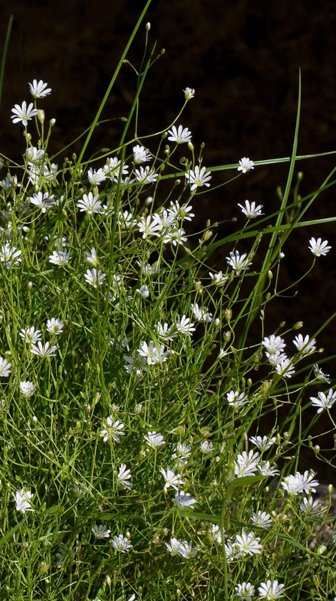 Image of Stellaria graminea specimen.