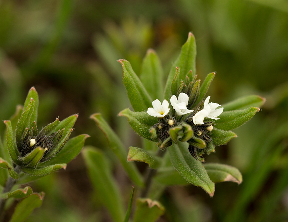 Image of Buglossoides rochelii specimen.