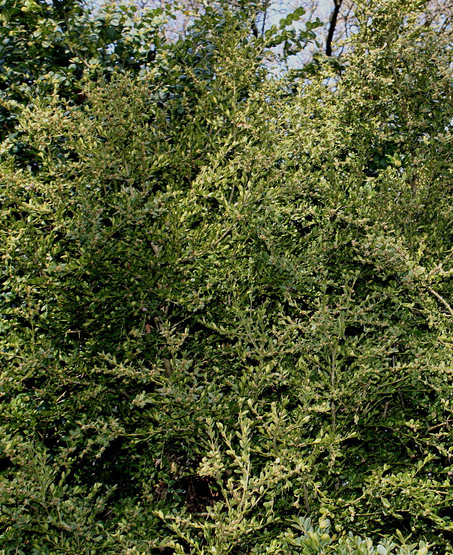 Image of Buxus microphylla specimen.