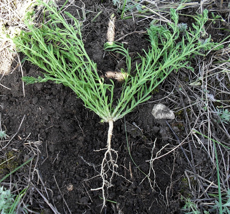 Image of Thesium ramosum specimen.