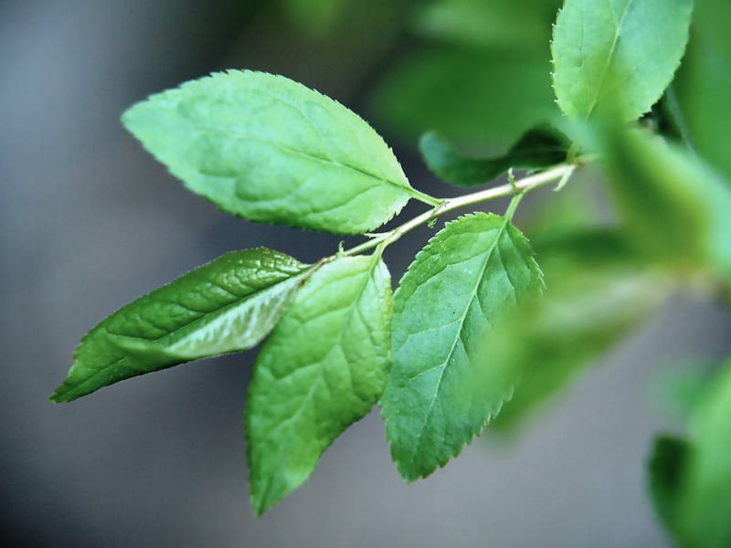 Image of Prunus cerasifera specimen.