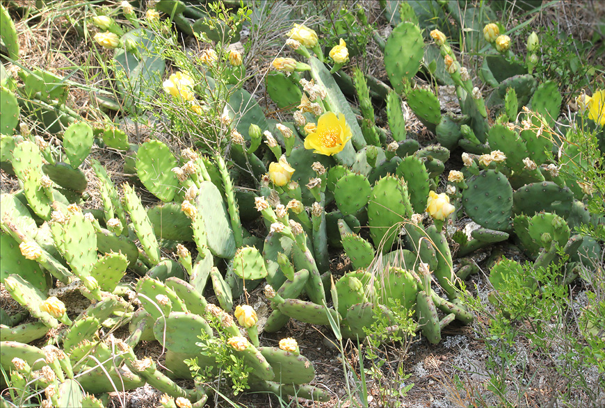 Image of Opuntia humifusa specimen.