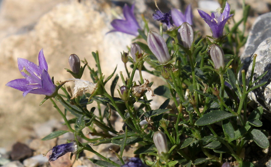 Image of Campanula waldsteiniana specimen.