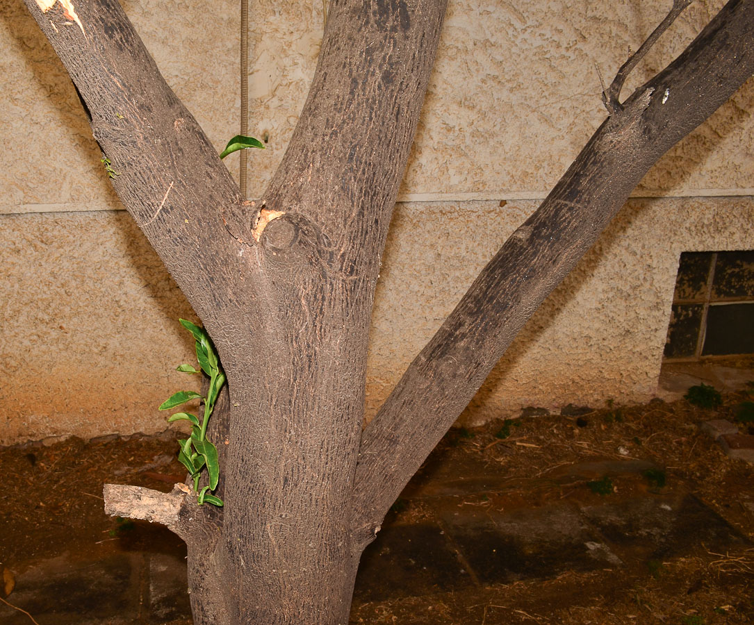 Image of Citrus sinensis specimen.