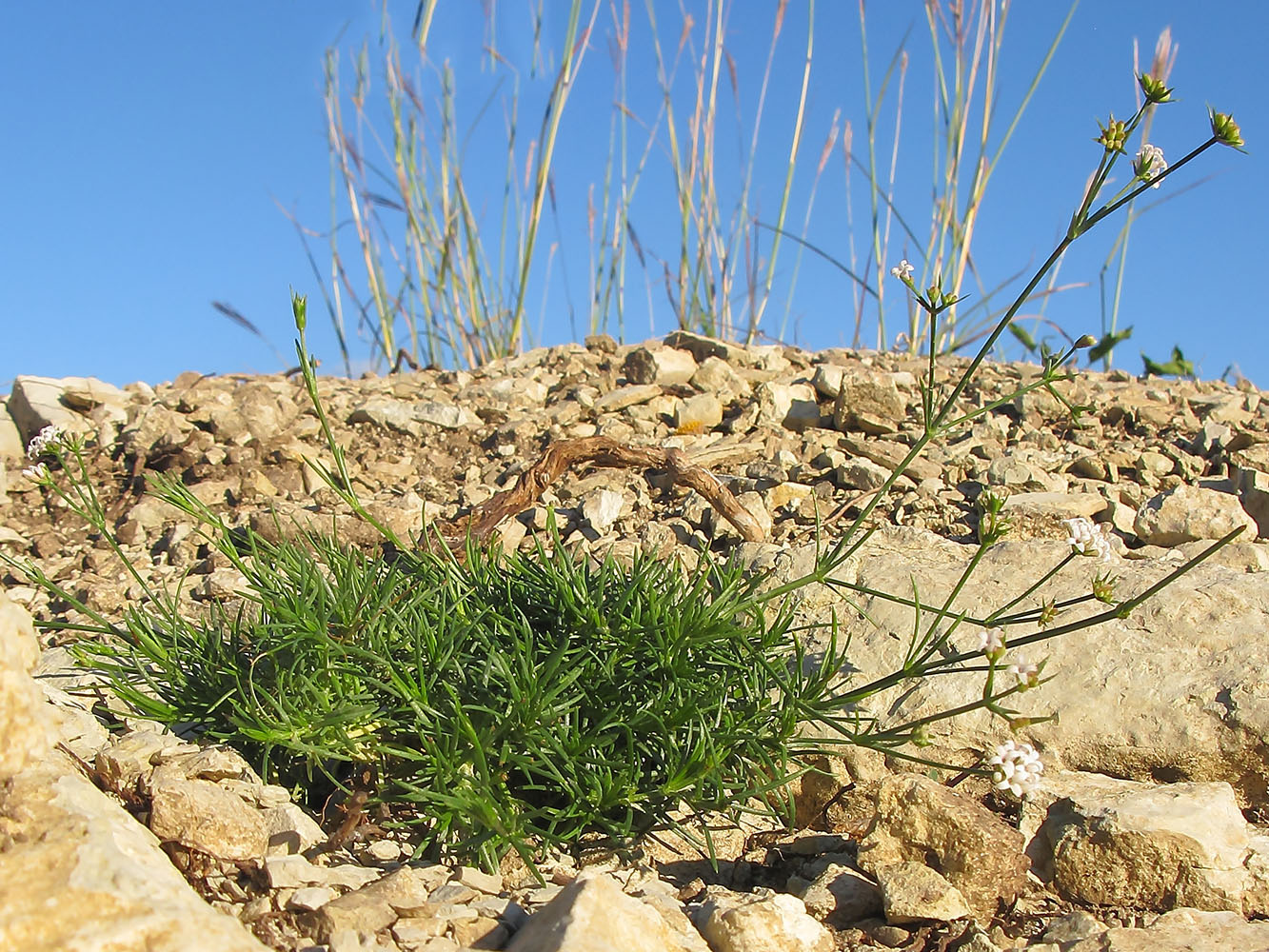 Image of Asperula lipskyana specimen.