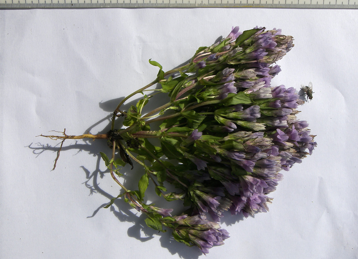 Image of Gentianella biebersteinii specimen.