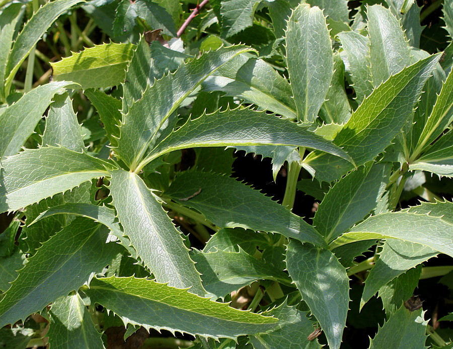 Image of Helleborus argutifolius specimen.