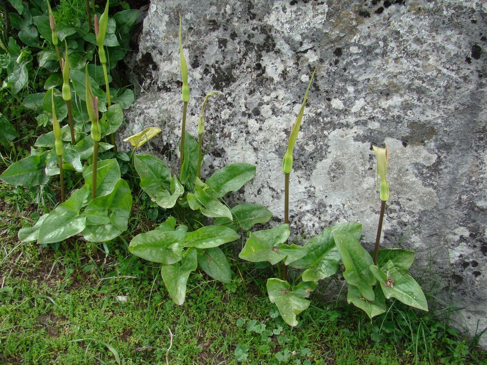 Image of Arum korolkowii specimen.