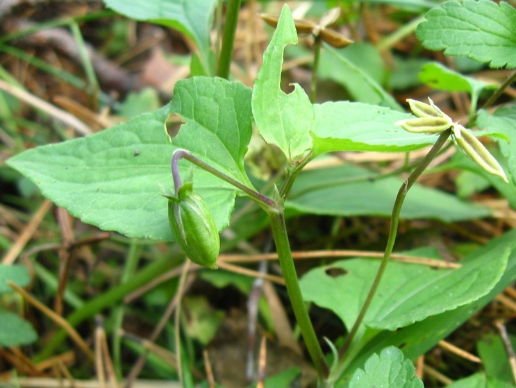 Image of Viola canina specimen.