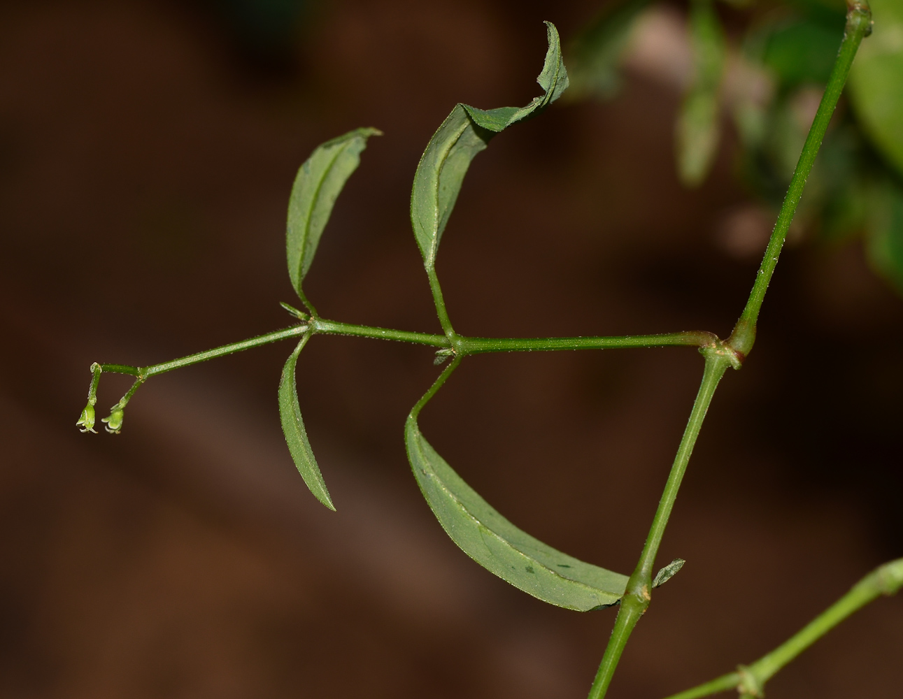 Image of Euphorbia graminea specimen.