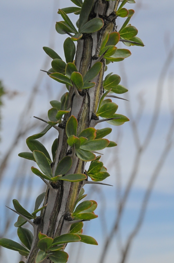 Image of Fouquieria splendens specimen.