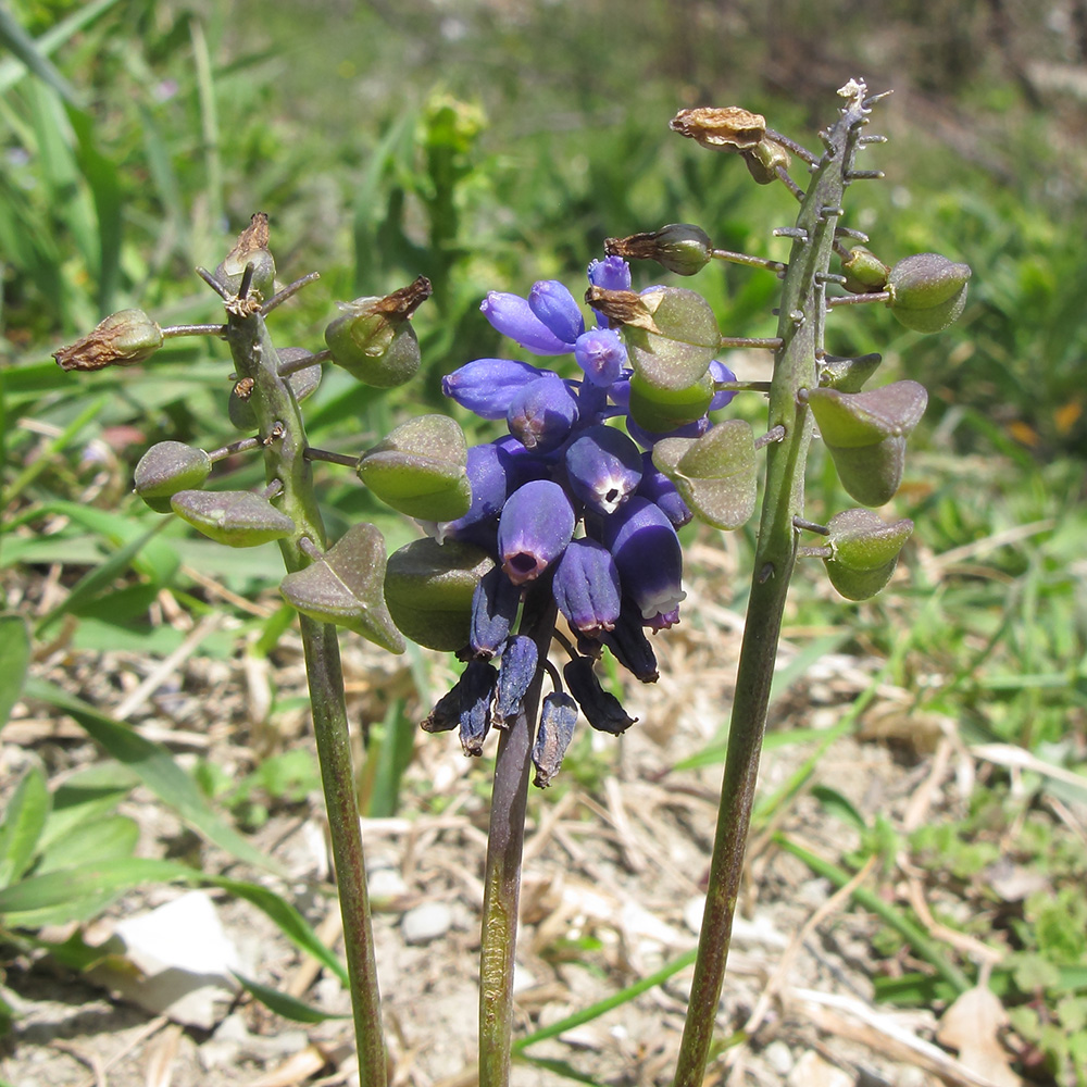 Изображение особи Muscari neglectum.