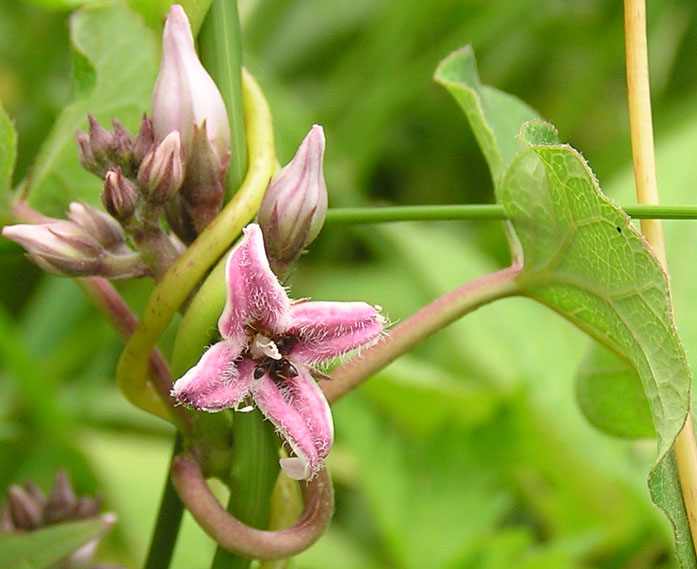 Изображение особи Metaplexis japonica.