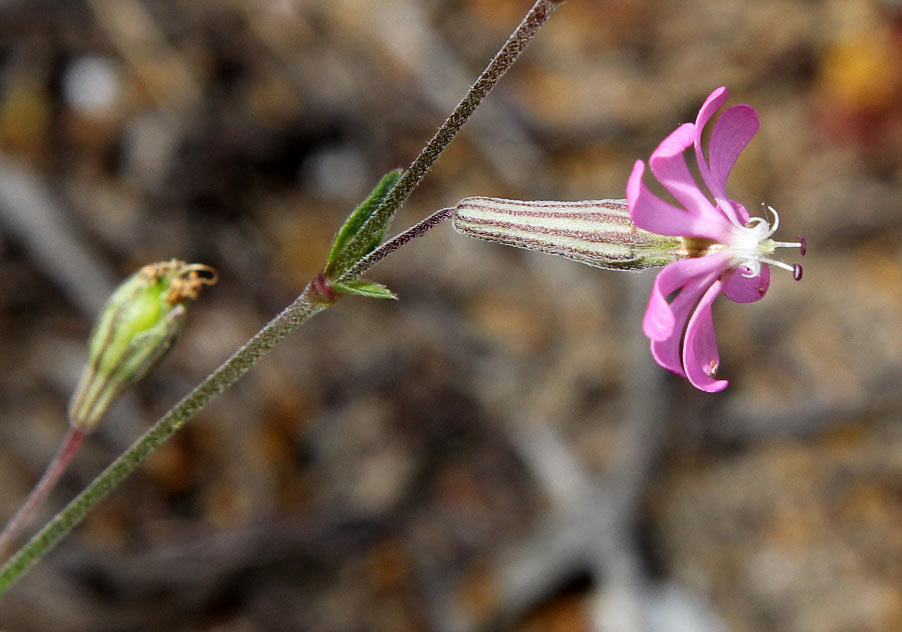 Image of Silene colorata specimen.