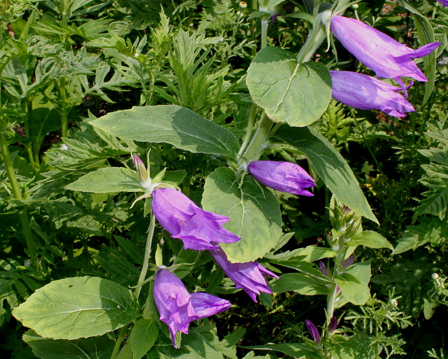 Image of Campanula latifolia specimen.