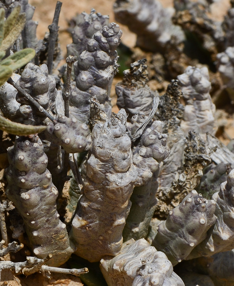 Изображение особи Caralluma europaea.