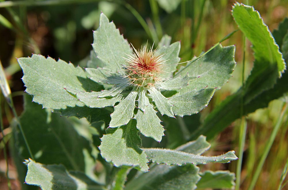 Image of Centaurea seridis ssp. sonchifolia specimen.