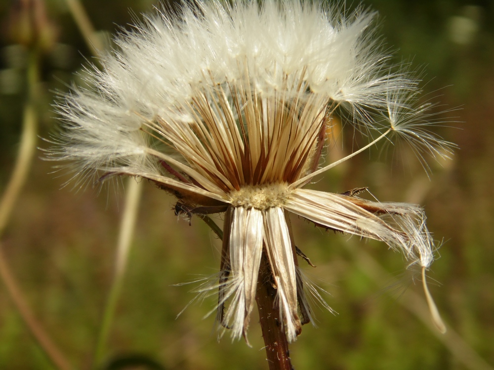 Изображение особи Crepis rhoeadifolia.