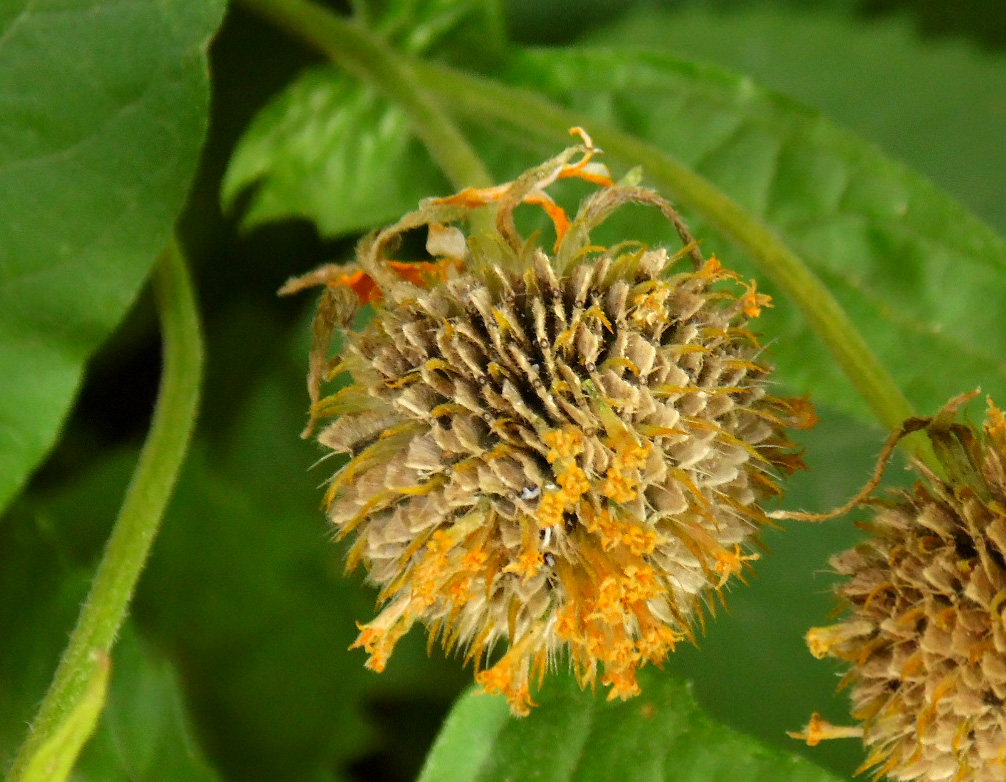 Image of Verbesina encelioides specimen.