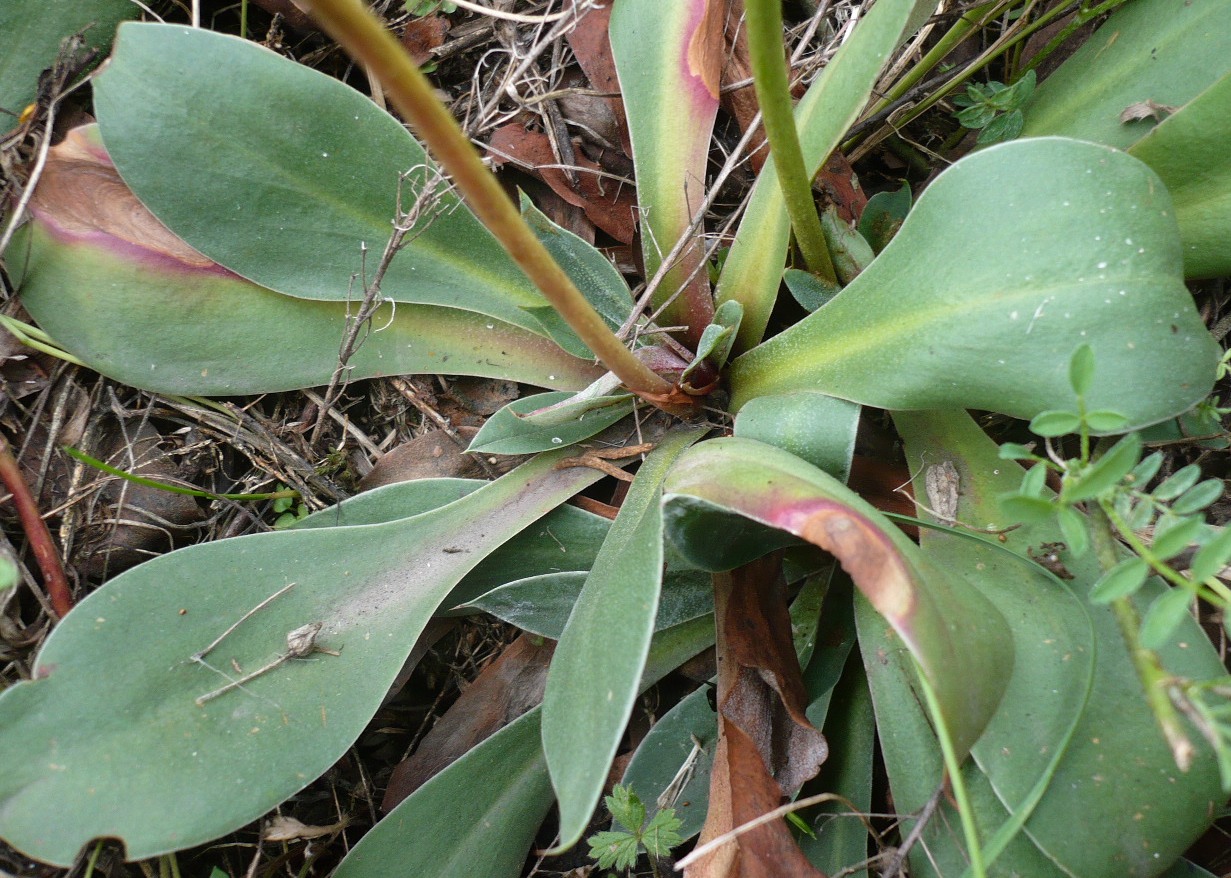 Image of Goniolimon speciosum specimen.