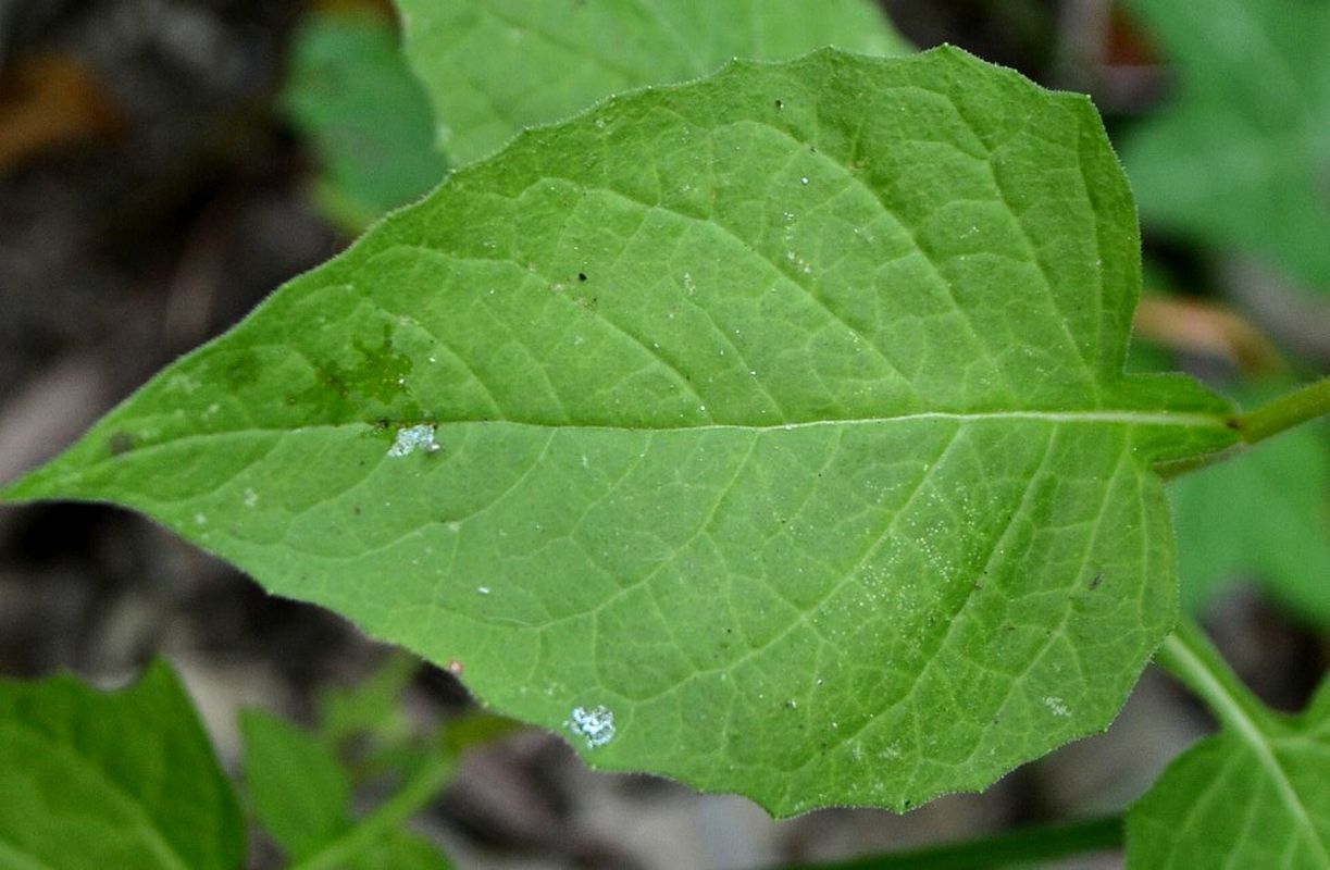 Image of Lapsana intermedia specimen.