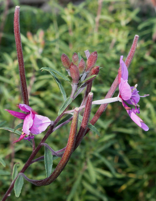 Image of Chamaenerion fleischeri specimen.