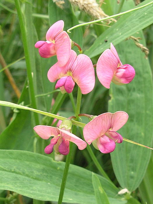 Изображение особи Lathyrus sylvestris.