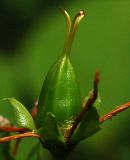 Hypericum ascyron